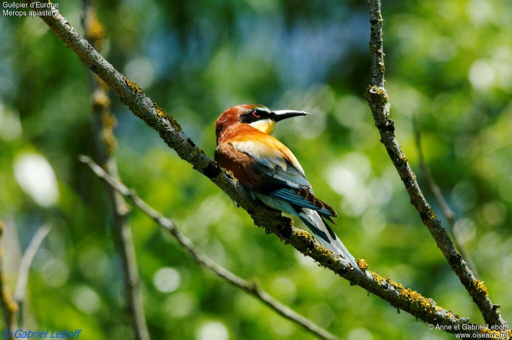 European Bee-eater