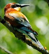 European Bee-eater