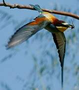 European Bee-eater