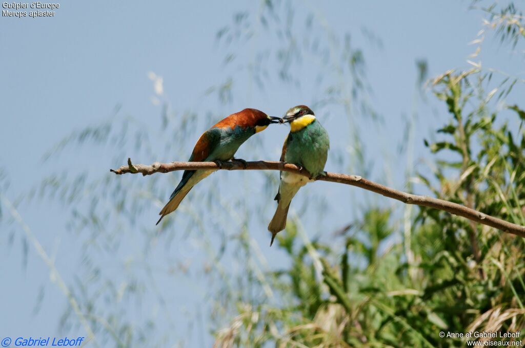 European Bee-eater