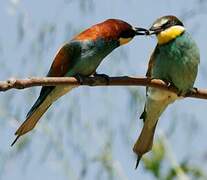 European Bee-eater