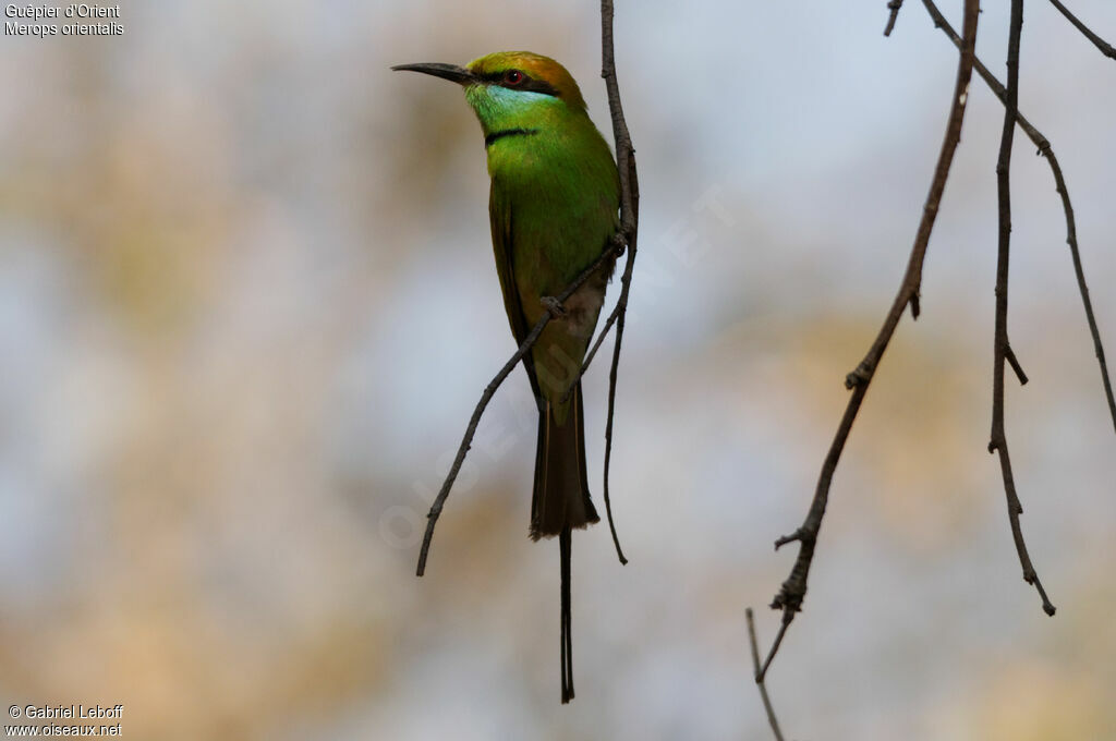 Green Bee-eater