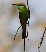 Asian Green Bee-eater