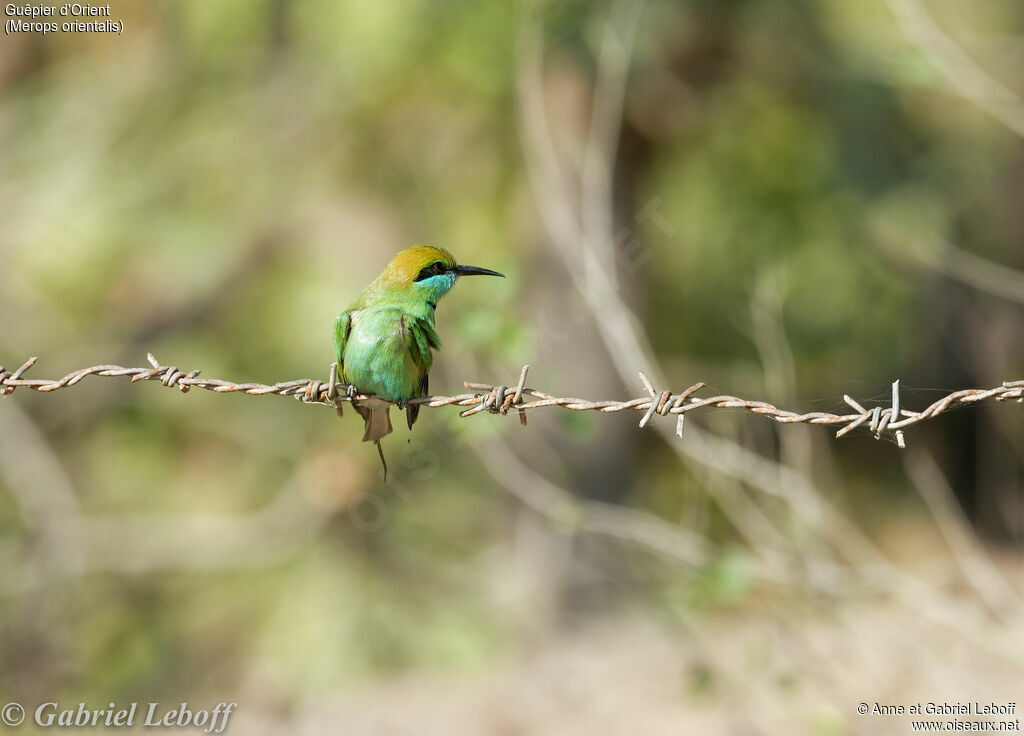 Green Bee-eater