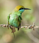 Green Bee-eater