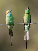 Green Bee-eater