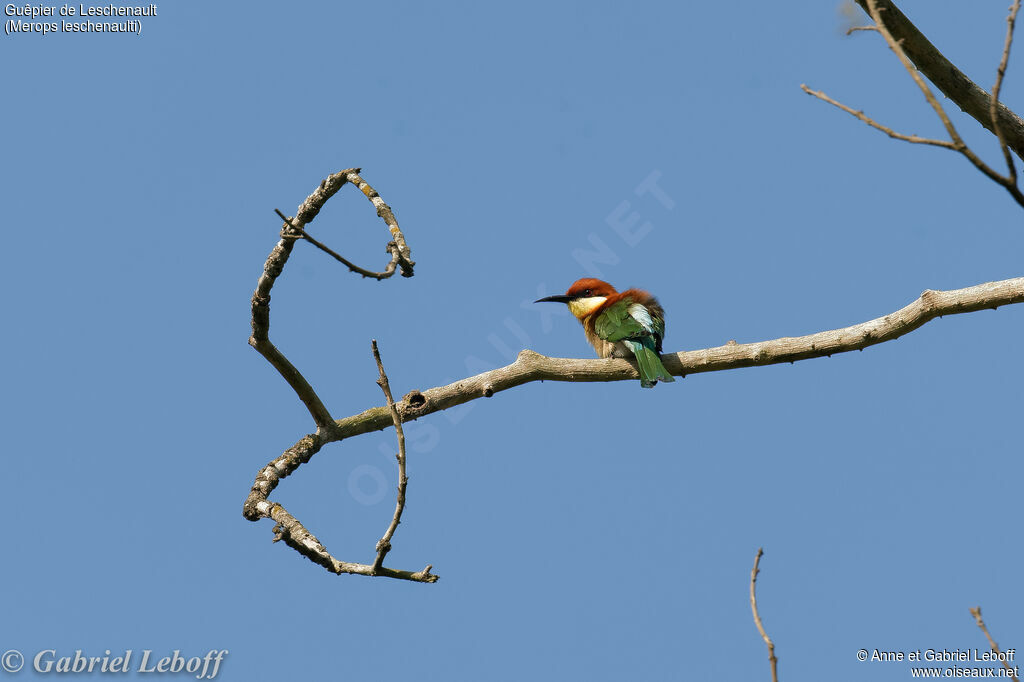 Chestnut-headed Bee-eater