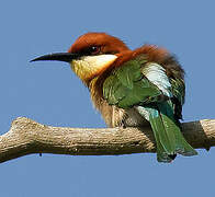 Chestnut-headed Bee-eater