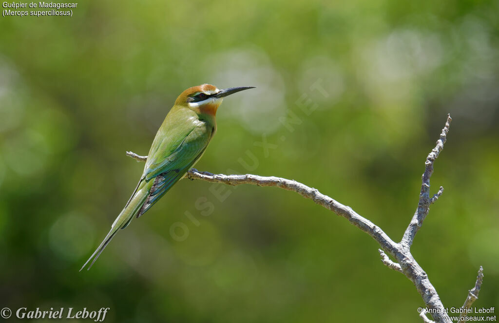 Olive Bee-eater