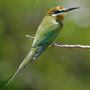 Olive Bee-eater