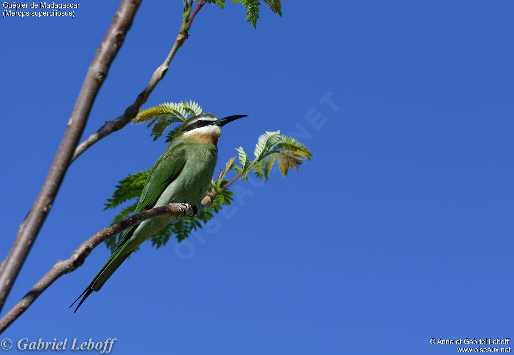 Olive Bee-eater