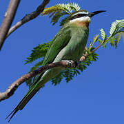 Olive Bee-eater