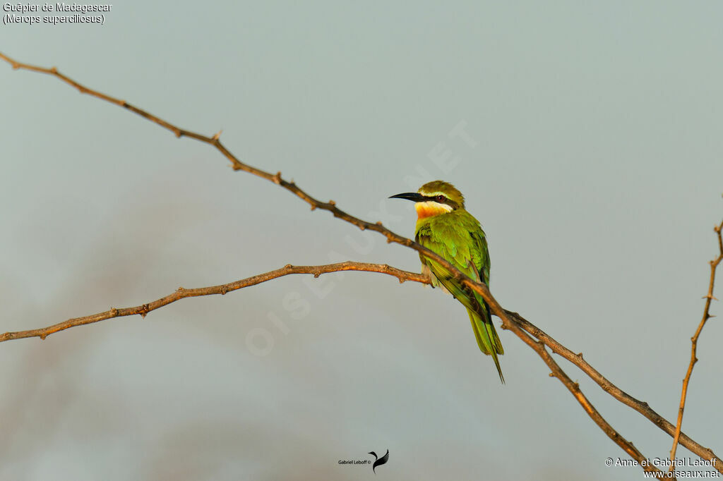 Guêpier de Madagascar