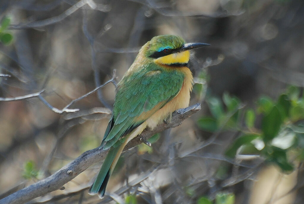 Little Bee-eater