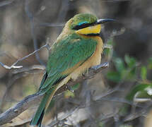 Little Bee-eater