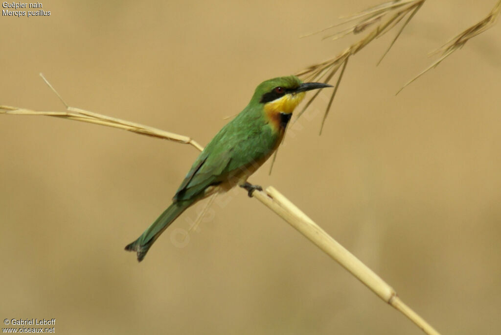 Little Bee-eater