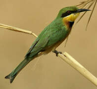 Little Bee-eater