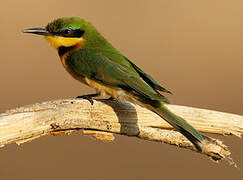 Little Bee-eater