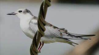 Whiskered Tern