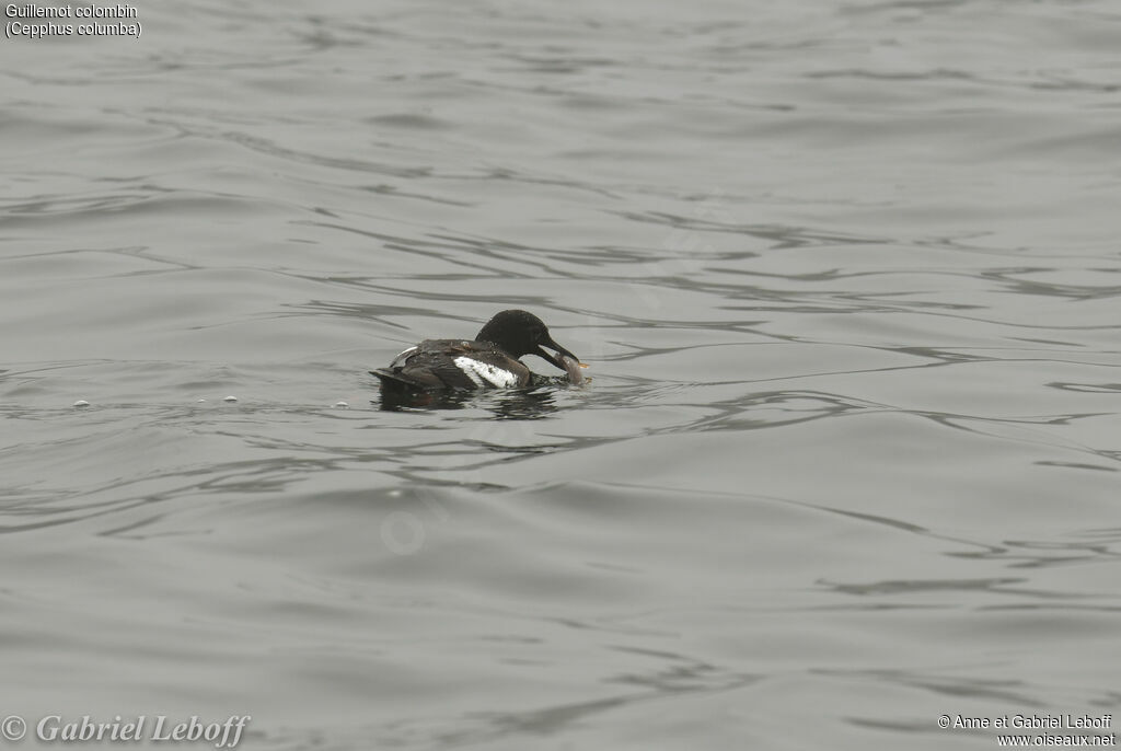 Guillemot colombin