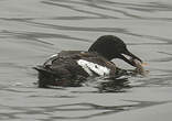 Guillemot colombin