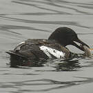 Guillemot colombin