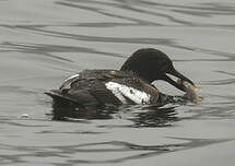 Guillemot colombin