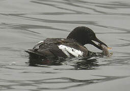 Pigeon Guillemot