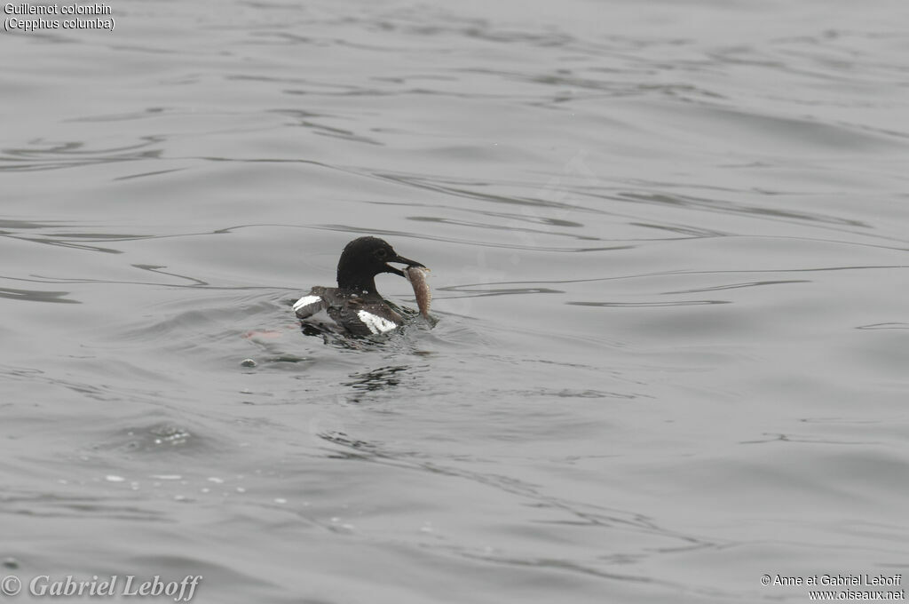 Guillemot colombin