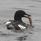 Guillemot colombin