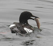 Pigeon Guillemot