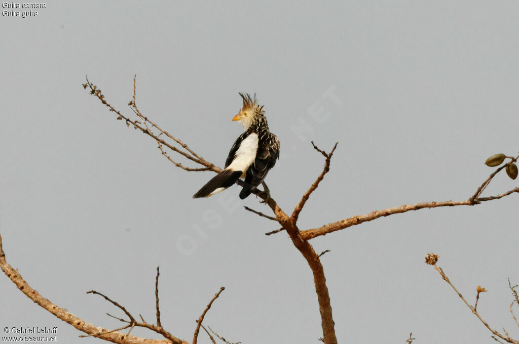 Guira cantara