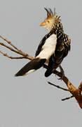 Guira Cuckoo