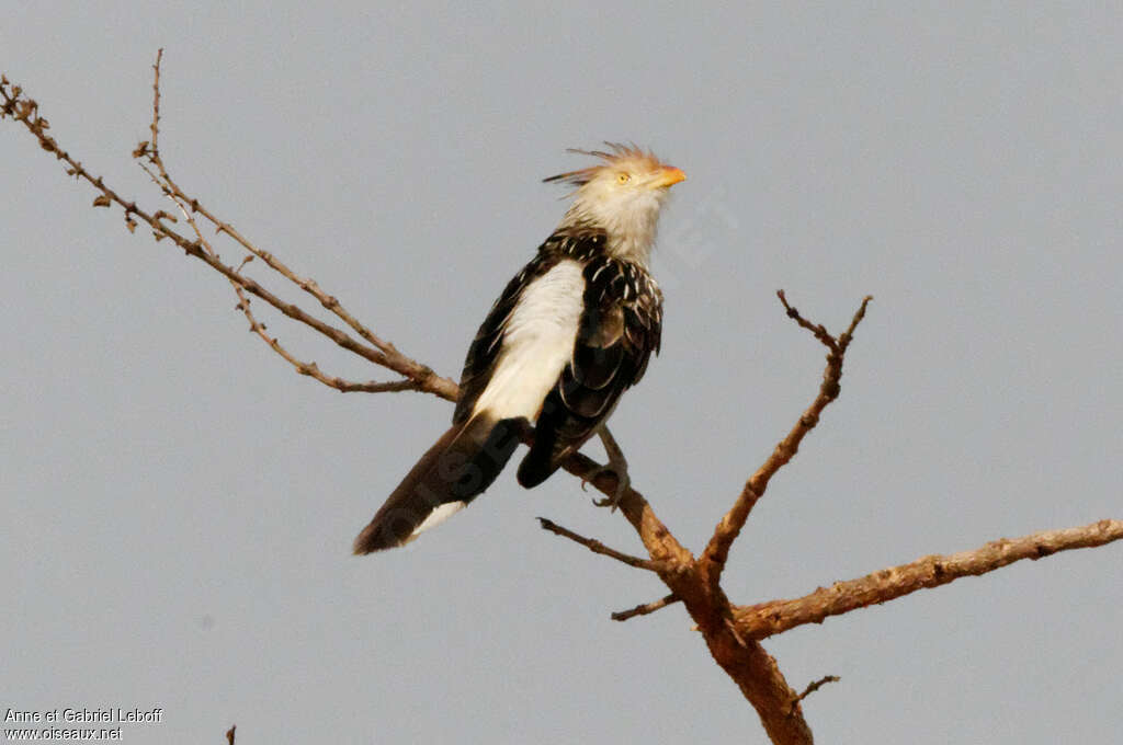 Guira Cuckooadult, pigmentation