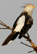 Guira Cuckoo