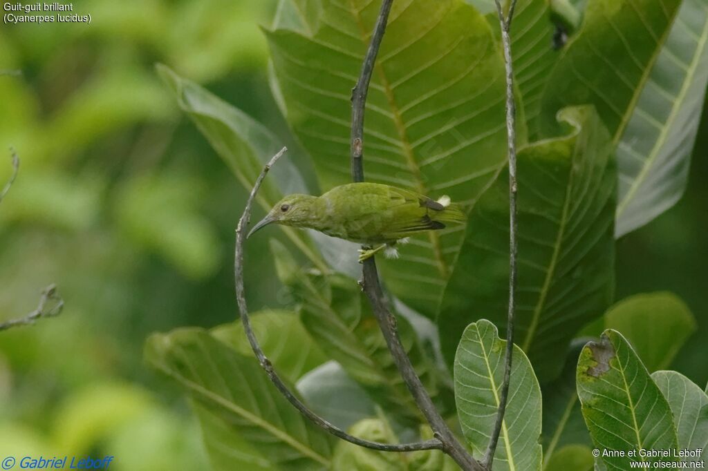 Shining Honeycreeper female adult