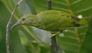 Shining Honeycreeper