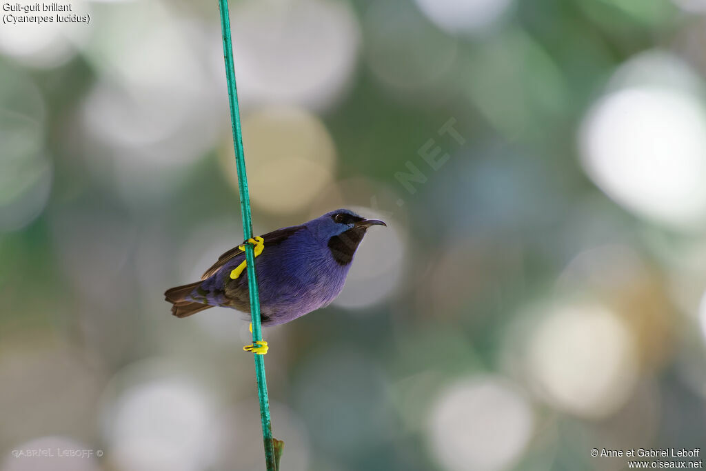 Shining Honeycreeper male