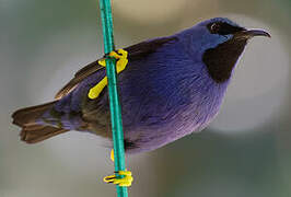 Shining Honeycreeper