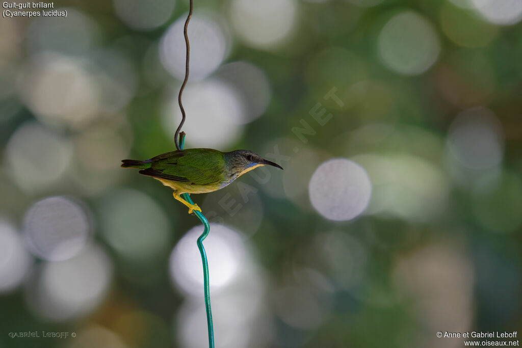 Shining Honeycreeper female