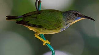 Shining Honeycreeper