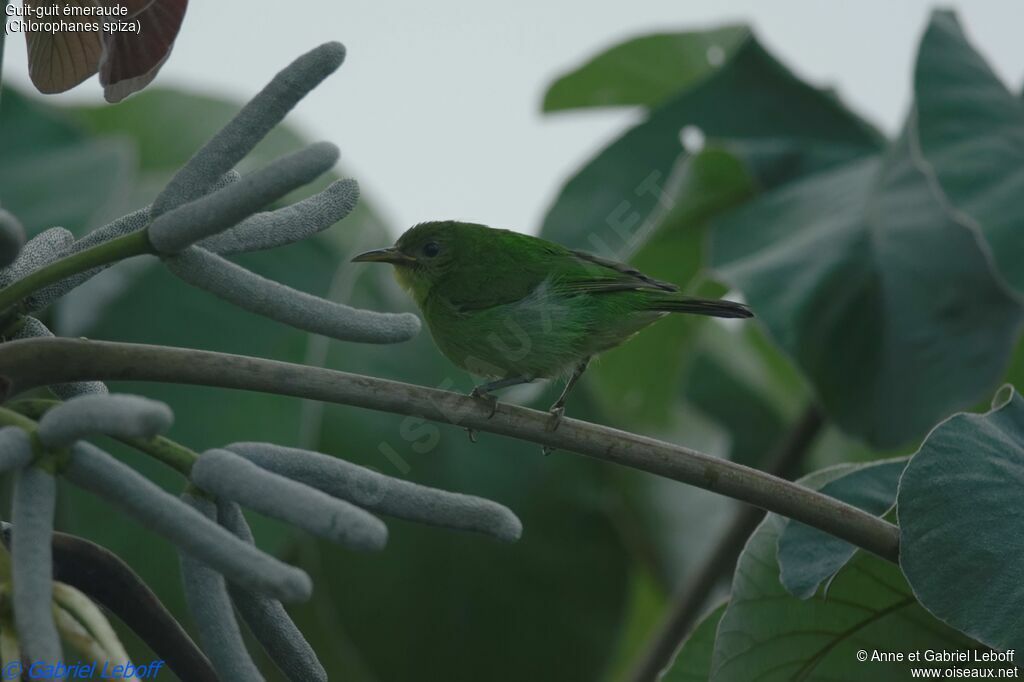 Green Honeycreeper male First year