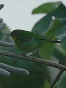 Green Honeycreeper