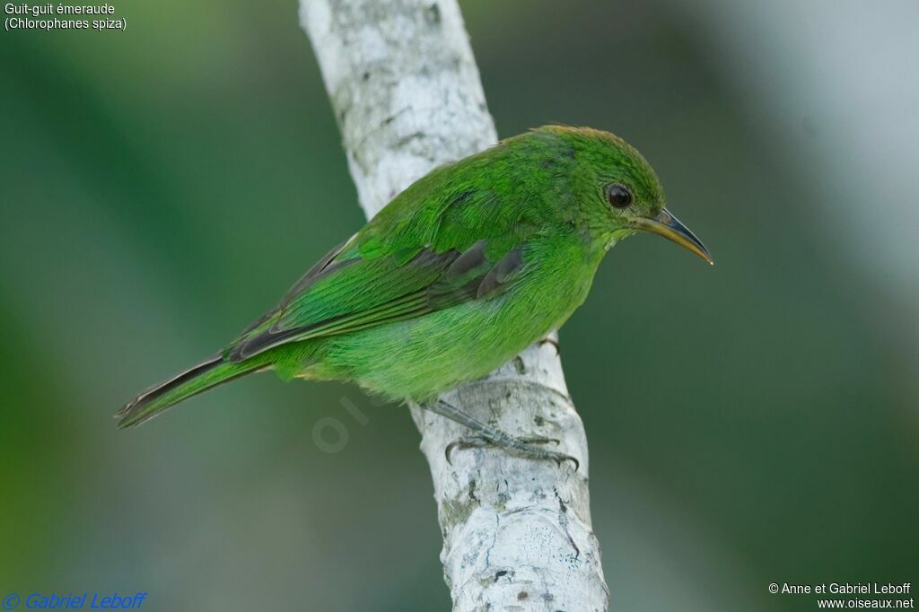 Green Honeycreeper female adult