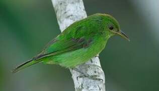 Green Honeycreeper