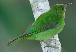 Green Honeycreeper