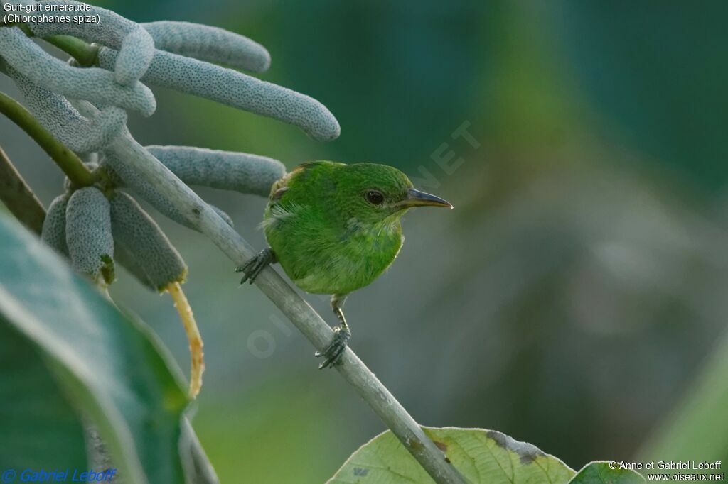 Green Honeycreeper female adult