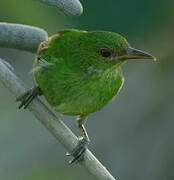 Green Honeycreeper