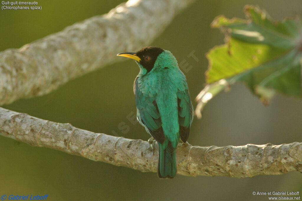 Green Honeycreeper male adult