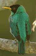 Green Honeycreeper